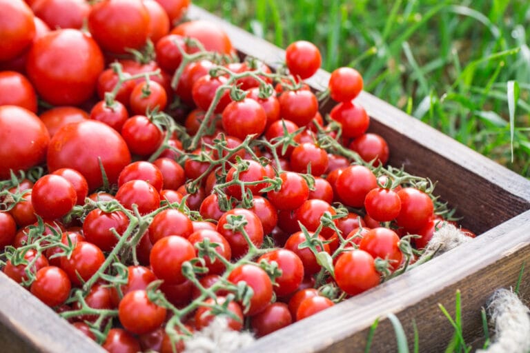 variete de tomate cerise pour jardin